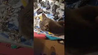 Mogwai interrupting 40K practice match