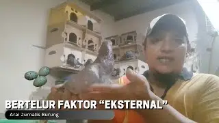 BERTELUR FAKTRO 
