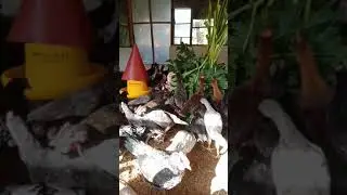 Pemberian Ekstra Puding ke Kyam KUB 