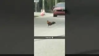 WHY DID THE ROOSTER CROSS THE ROAD