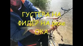Рыбалка на Оке в Апреле на фидер 2020.  Густера на фидер весной на Оке