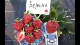Верона - клубника среднего срока созревания (Итальянский сорт)