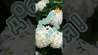 Добрые пожелания
