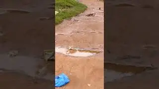 cobra snake fighting with mongoose crows and pigs india