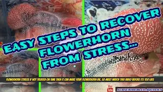 Signs that show Flowerhorn Fish is in Stress || Easy  steps to recover Flowerhorn from Stress