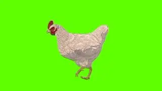 Green screen Hen video | White Hen running green screen