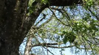 Babbling Crow