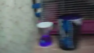 Клетка хомека. Обзор