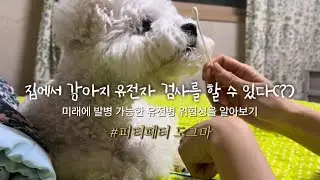 피터페터 | 강아지 유전자 검사 집에서 간편하게 해보기 🐶 | 미래에 발병가능한 유전병 위험성을 미리 알아 볼 수 있다니 🙊