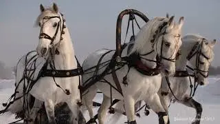 МНЕ ХОЧЕТСЯ БЕЛОГО СНЕГА,