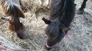 лошади с сеном