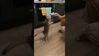 Фидель учит команды! 😁 #cats