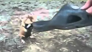 Злой хомячок. Angry hamster