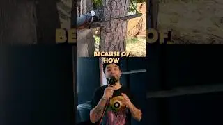 How to perfectly cut down a tree 