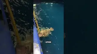 Поймали сильнейшего океанского хищника!😱🎣🔥