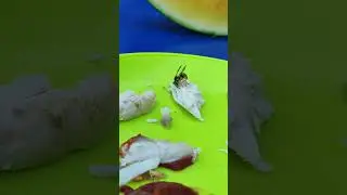 Оса 🐝 ест мясо #оса #мясо #природа #shorts