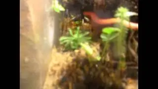 terraquarium