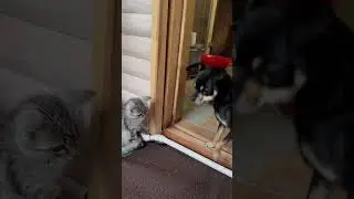 😂😂😂 #рекомендации  #домашниеживотные