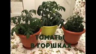 ТОМАТЫ РАСТУТ КАК НА ДРОЖЖАХ! ПЕРЕСАЖИВАЮ В БОЛЬШИЙ ОБЪЕМ. СОСТАВ ГРУНТА И ЧЕМ ОБЯЗАТЕЛЬНО ПРОЛИВАЮ