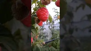 А ви знали це?🤨 #music #cat #видео #2024 #shorts #youtube