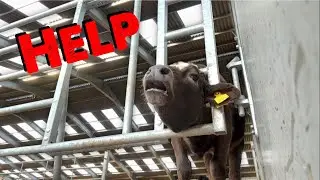 Calf Stuck In A Barrier | Project Shed Demolition Continues