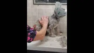 Grooming a difficult/anxious dog without restraints demo, clip taken from full video, dog grooming