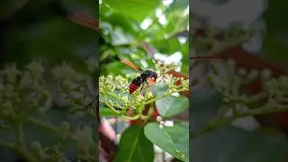 MACRO PHOTOGRAPHY USING SMARTPHONE | foto keren pakai hp | 