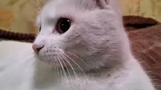 новогодний котик