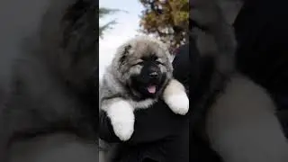 Caucasian Shepherd Dog / #Shorts