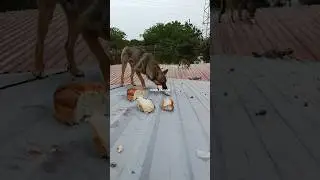 Корсунские дачи