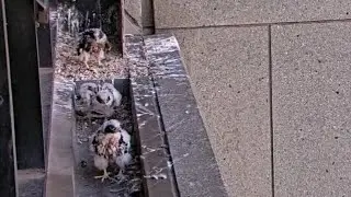 Falcon chicks ready for morning adventure| 367 Collins Falcons | Nov 4, 2024