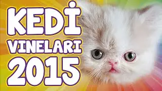 En Komik Kedi Vine Videoları 2015  - Komik Kediler