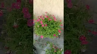 Срочно стригите петунию и получите пышное цветение🌺🌺🌺#rose#summer