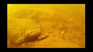Подводная охота в Смоленском поозерье