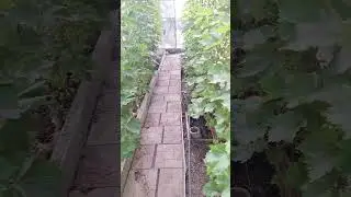 виноград  окрашивается 07.07.24.