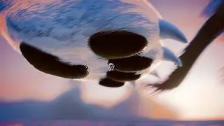 Giantess Furry Animation || Canine And Raptor Stomp!