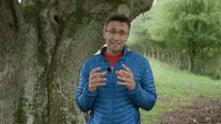 Understanding old and ancient tress and how to manage them for biodiversity