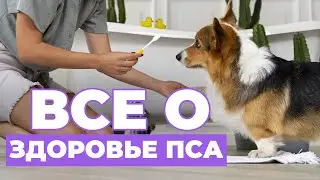 ❗️Всё о ЗДОРОВЬЕ вашего питомца и УХОДЕ. Полный выпуск.