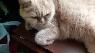 Скоро к ветеринару! Муся и Барсик поедут делать прививки НАША ПЕРЕНОСКА
