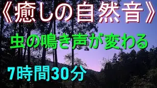 《癒しの自然音》1分ごとに虫の鳴き声が変わる【7時間30分】（虫が鳴く静かな夏の夜）安らぎ・勉強・ﾘﾗｯｸｽ・ﾘﾌﾚｯｼｭ・ｽﾄﾚｽ解消・安眠・快眠・熟睡