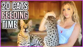 I Have 20 Exotic Cats + Kittens! | How I Feed Them