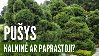 Kalninė pušis ar paprastoji pušis: kaip išsirinkti ir kaip formuoti?