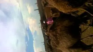 Видео0003