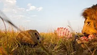 BeetleCam is Back Teaser