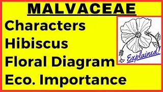 Malvaceae Family Characteristics Floral diagram | Hibiscus flower drawing | rosa sinensis practical