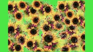 GREEN SCREEN SUNFLOWER FRAMES| GREEN SCREEN SUNFLOWER TRANSITIONS| LET'S TUBE |