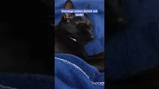 #shorts #gatos #felinos #cats #meumundocat