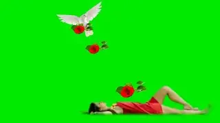 Green screen wadding phool effect  hd video free download