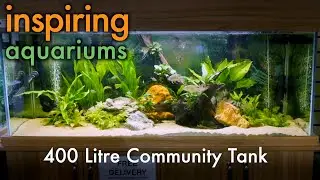 Inspiring Aquariums - 400 Litre Community Tank
