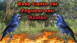 Esquente seu Azulão em 15 minutos do canto nordestino e com o som da natureza / Foguear Azulão